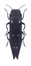 Beetle Agrilus guerini Royalty Free Stock Photo