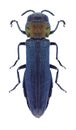 Beetle Agrilus pratensis Royalty Free Stock Photo
