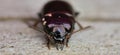 beetle Amara aenea Royalty Free Stock Photo