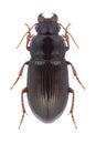 Beetle Amara apricaria