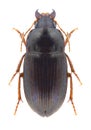 Beetle Amara bifrons
