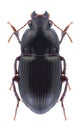 Beetle Amara consularis