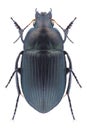 Beetle Amara eurynota