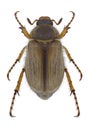 Beetle Amphimallon solstitiale