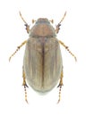 Beetle Amphimallon solstitialis