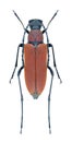 Beetle Anastrangalia montana (female) Royalty Free Stock Photo