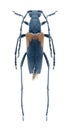 Beetle Anastrangalia montana (male) Royalty Free Stock Photo