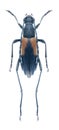 Beetle Anastrangalia montana (male) Royalty Free Stock Photo