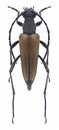 Beetle Anastrangalia reyi Royalty Free Stock Photo