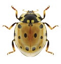 Beetle Anatis ocellata Royalty Free Stock Photo