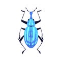 Beetle with antenna, proboscis. Fantastic bug with long nose. Insect, fantasy fauna species, animal top view. Flat