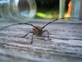 Beetle with antennae on the Board Royalty Free Stock Photo