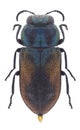 Beetle Anthaxia brevis