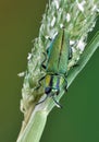 Beetle Anthaxia eugeniae halperini