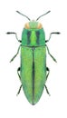Beetle Anthaxia eugeniae halperini