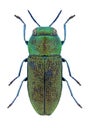 Beetle Anthaxia tenella
