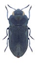 Beetle Anthaxia tenella