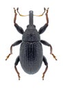 Beetle Anthonomus germanicus