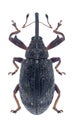 Beetle Anthonomus pomorum