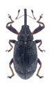 Beetle Anthonomus pomorum Royalty Free Stock Photo