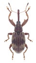 Beetle Anthonomus rectirostris