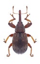 Beetle Anthonomus rectirostris