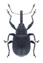 Beetle Anthonomus rubi Royalty Free Stock Photo