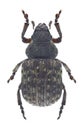 Beetle Anthribus nebulosus