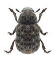 Beetle Anthribus nebulosus