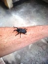 Beetle on the arm Royalty Free Stock Photo