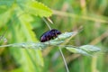Beetle Asemum striatum Royalty Free Stock Photo