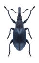Beetle Aspidapion validum Royalty Free Stock Photo