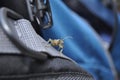 Beetle on the backpack in the mountain Royalty Free Stock Photo