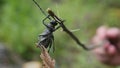 The Beetle barbel. A bug with long antennae on a dry twig. Macro