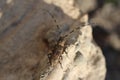 Beetle barbel on stone Cerambycinae