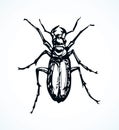 Beetle barbel. Vector drawing