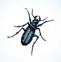 Beetle barbel. Vector drawing