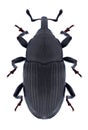 Beetle Baris artemisiae