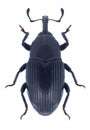 Beetle Baris artemisiae