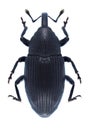 Beetle Baris artemisiae