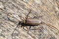Beetle bark beetle. Imago of an insect. Beetle with long antennae. Royalty Free Stock Photo