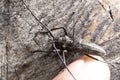 Beetle with long mustache on a wooden surface