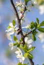 Beetle with a big mustache on a flowering tree Royalty Free Stock Photo