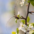 Beetle with a big mustache on a flowering tree Royalty Free Stock Photo