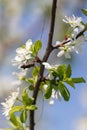Beetle with a big mustache on a flowering tree Royalty Free Stock Photo