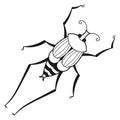 Beetle black line icon. Bug insect drawing