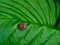 Beetle with black and red stripes on green leaf. Royalty Free Stock Photo