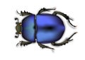 Beetle blue design