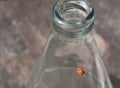 Beetle on a bottle, polka dots ladybug Royalty Free Stock Photo