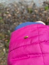 Beetle on a bright jacket, clothes. Elm leaf beetles. The insect of the beetle family Chrysomelidae Royalty Free Stock Photo